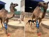 Injured camel from Sanghar walks again with prosthetic leg after a year